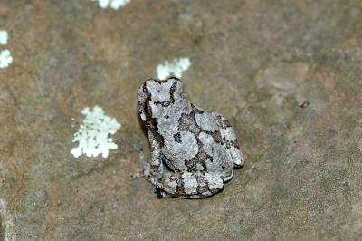 Hyla versicolor (grey treefrog), Washington county, Arkansas