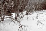 Willow Pond Sepia