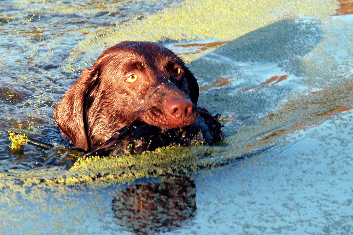 Willow Pond & Chocolate Lab