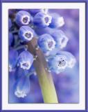 Grape Hyacinth