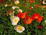 Poppies mosaic.jpg