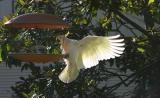 Cockatoo at bird feeder