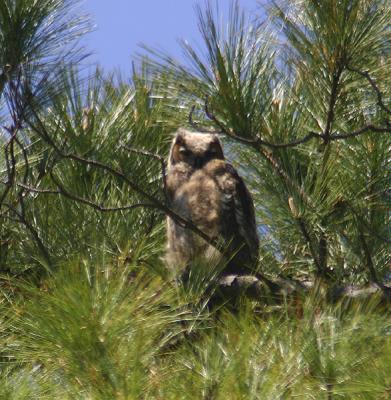 owl fledgling 4-10-05