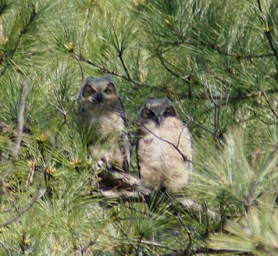 owl fledglings 0170