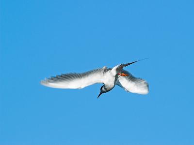 Tern _4090906-01.jpg