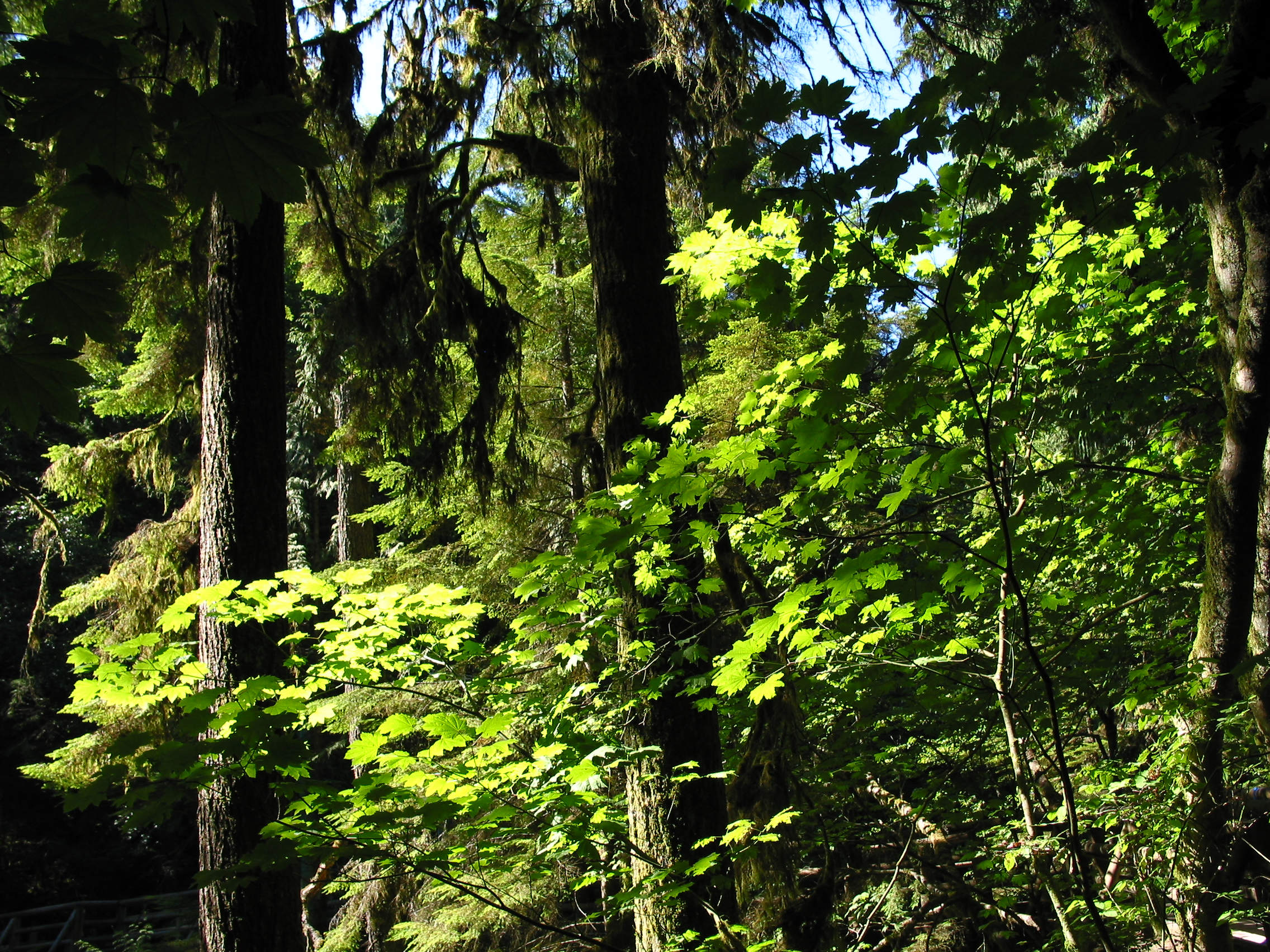 The Forest