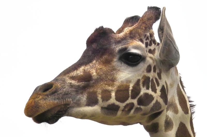 Isolated Giraffe
