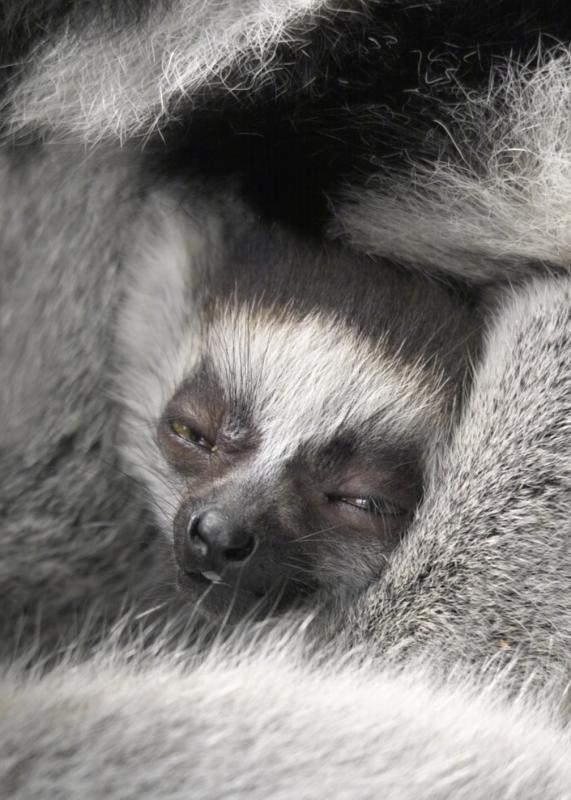 Baby face (Germ Wind - Holland - Amersfoort - Zoo)