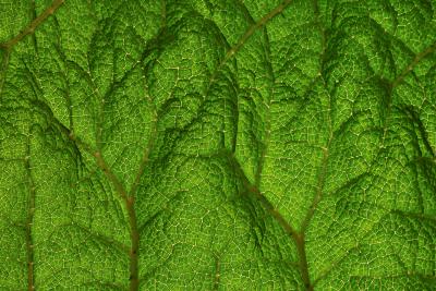 elephant ear leaf