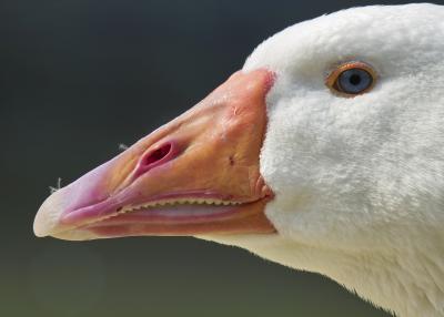 Goose face (Germ Wind - Holland - Rhenen - Ouwehands zoo)