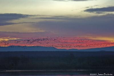 Snow Geese over Bosque del Apache at Sunrise