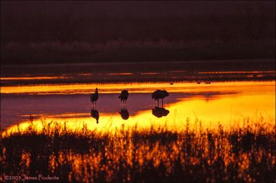 Sanhill Cranes at Sunrise at Bosque del Apache