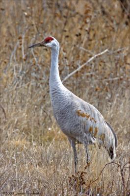 Sandhill Crane