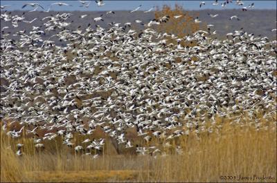 Snow Geese Fly-In, Bosque del Apache