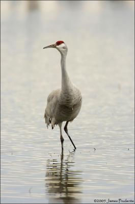 Sandhill Crane