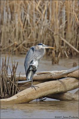 Great Blue Heron