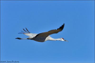 Sandhill Crane
