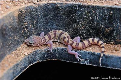 Tucson Banded Gecko