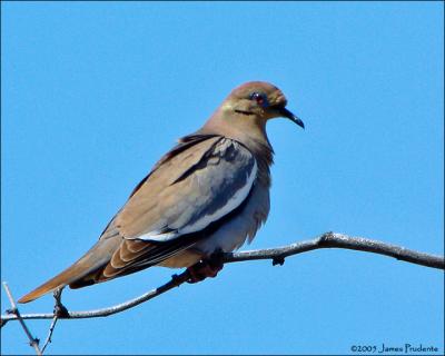 White-winged Dove