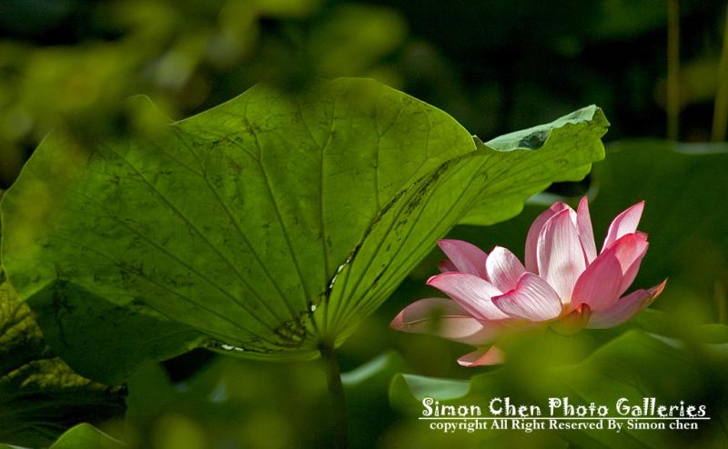 plant_DSC_0357.jpg