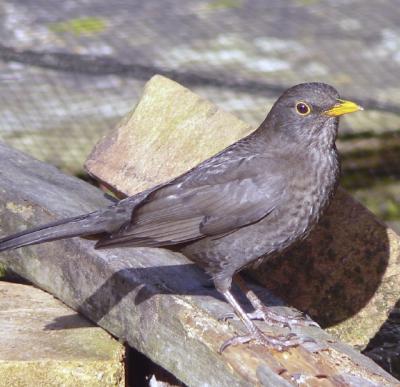 female blackbird.