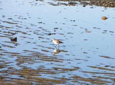 one dunlin