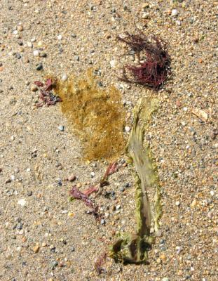 seaweed still life 1