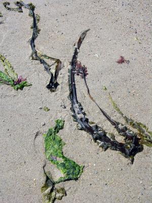 seaweed still life 2