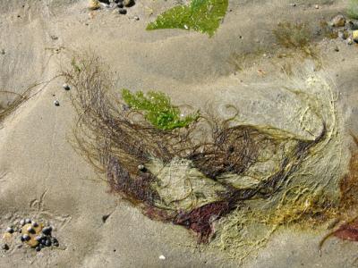 seaweed still life 4