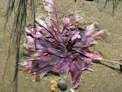 seaweed still life 5