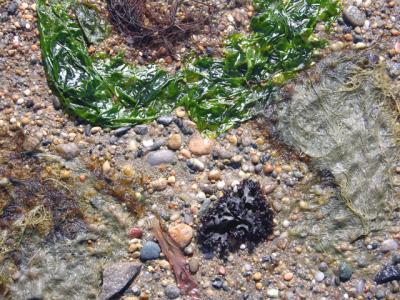 seaweed still life