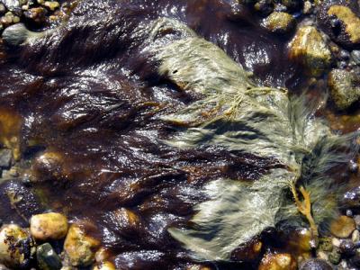 seaweed still life 7