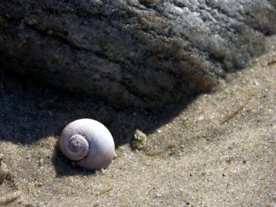 shell and shadow