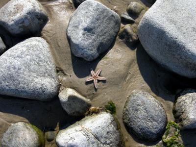starfish still life