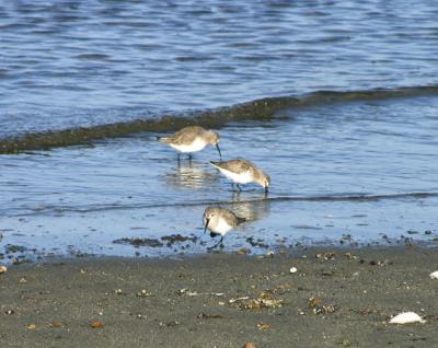 three dunlins