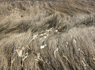 waves of grass