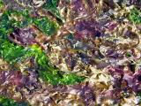 seaweed collage 1