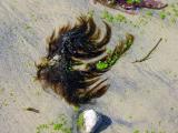 seaweed still life 8