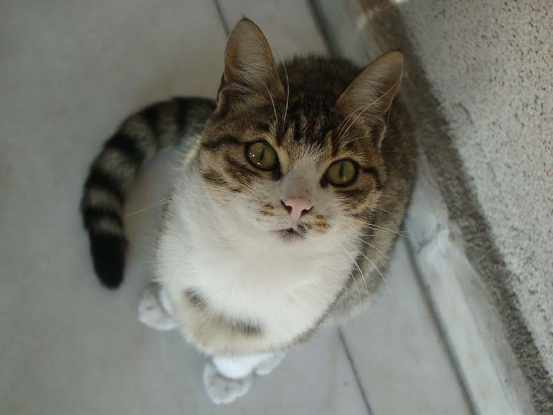 Turkish Cat