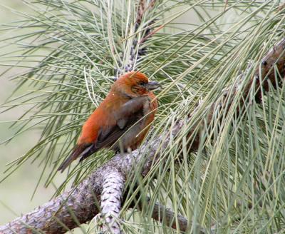 Red Crossbill