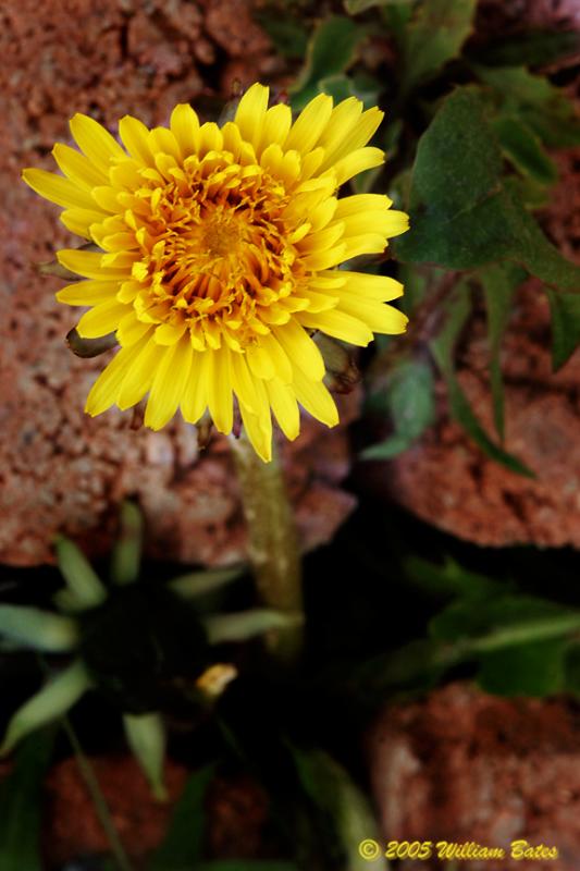 The Tenacious Dandelion 04_10_05.jpg