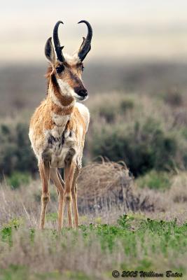 Pronghorn Antelope Buck 04_27_05.jpg