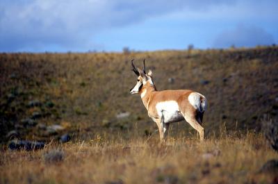 Pronghorn antelope near Slough Creek