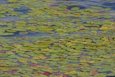 u15/smknbud/medium/4529049.lily_leafs.jpg