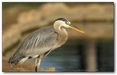 A Great Blue Heron and an Egret