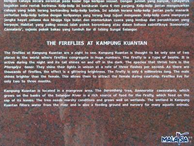 Firefly Blurb