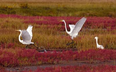115 Great Egrets Chasing ~ Snowy Egret Watching ~ Fall Glasswort