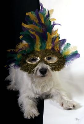 Mardi Gras Westie