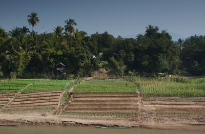 Vegetable garden along Nam Khanh, Laos
