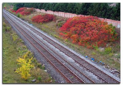Autumn colour by the tracks